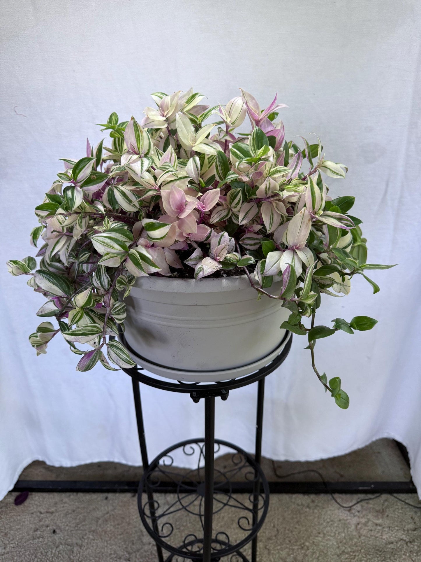 Rare Variegated Pink Tradescantia Cuttings | Quad (4 Cuttings) | 6 Inch Cuttings | Fresh Cut to Order