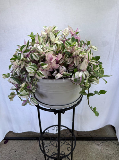 Rare Variegated Pink Tradescantia Cuttings | Quad (4 Cuttings) | 6 Inch Cuttings | Fresh Cut to Order
