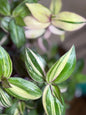 Tradescantia Discolor CUTTINGS-4| 6 Inch Premium Multicolor Variegated Cuttings | Pink Green Purple Trailing Inch Plant | Fresh Cut to Order