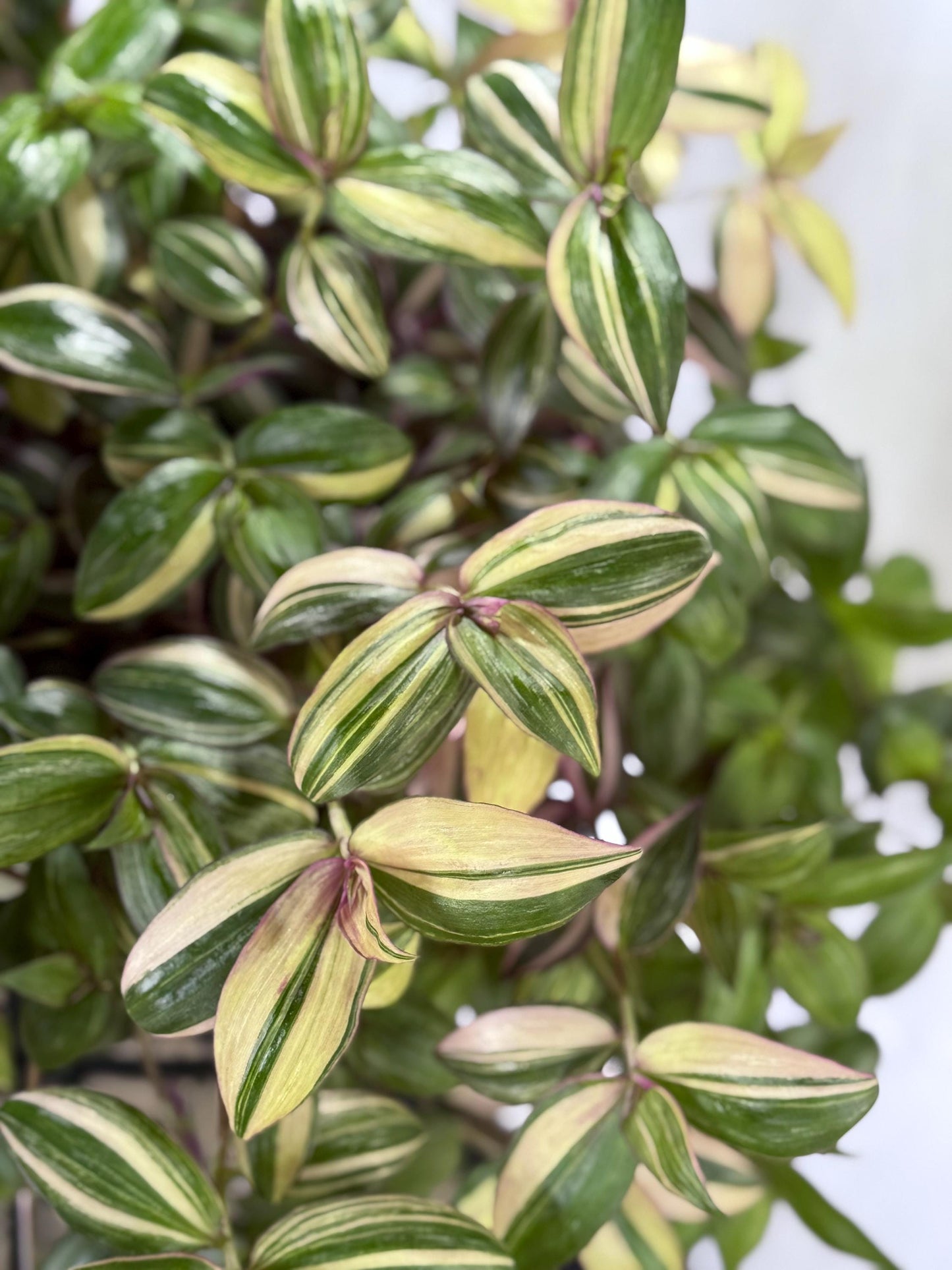 Tradescantia Discolor CUTTINGS-4| 6 Inch Premium Multicolor Variegated Cuttings | Pink Green Purple Trailing Inch Plant | Fresh Cut to Order