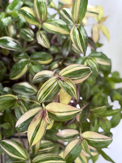 Tradescantia Discolor CUTTINGS-4| 6 Inch Premium Multicolor Variegated Cuttings | Pink Green Purple Trailing Inch Plant | Fresh Cut to Order
