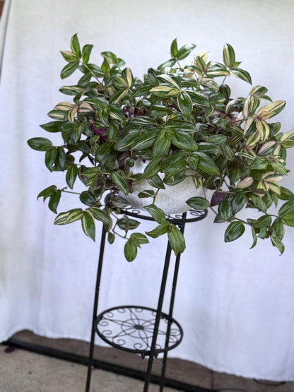 Tradescantia Discolor CUTTINGS-4| 6 Inch Premium Multicolor Variegated Cuttings | Pink Green Purple Trailing Inch Plant | Fresh Cut to Order