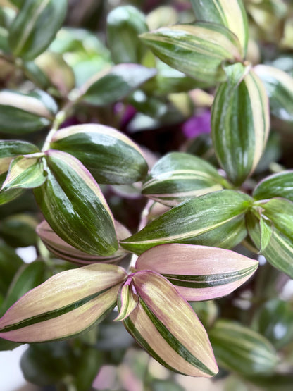 Tradescantia Discolor CUTTINGS-4| 6 Inch Premium Multicolor Variegated Cuttings | Pink Green Purple Trailing Inch Plant | Fresh Cut to Order