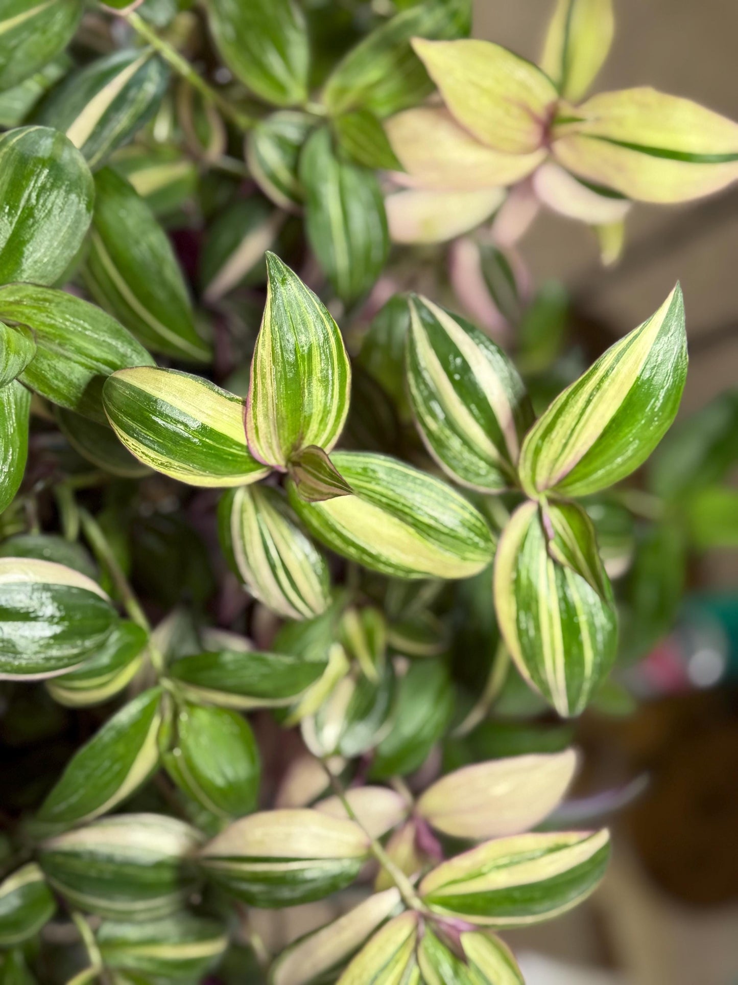 Tradescantia Discolor CUTTINGS-4| 6 Inch Premium Multicolor Variegated Cuttings | Pink Green Purple Trailing Inch Plant | Fresh Cut to Order