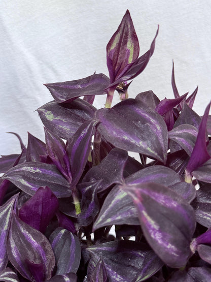 Tradescantia Variegated Burgundy Cuttings, Bundle of 4, Purple Trailing Plant, Fresh Cut to Order