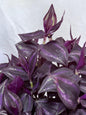 Tradescantia Variegated Burgundy Cuttings, Bundle of 4, Purple Trailing Plant, Fresh Cut to Order