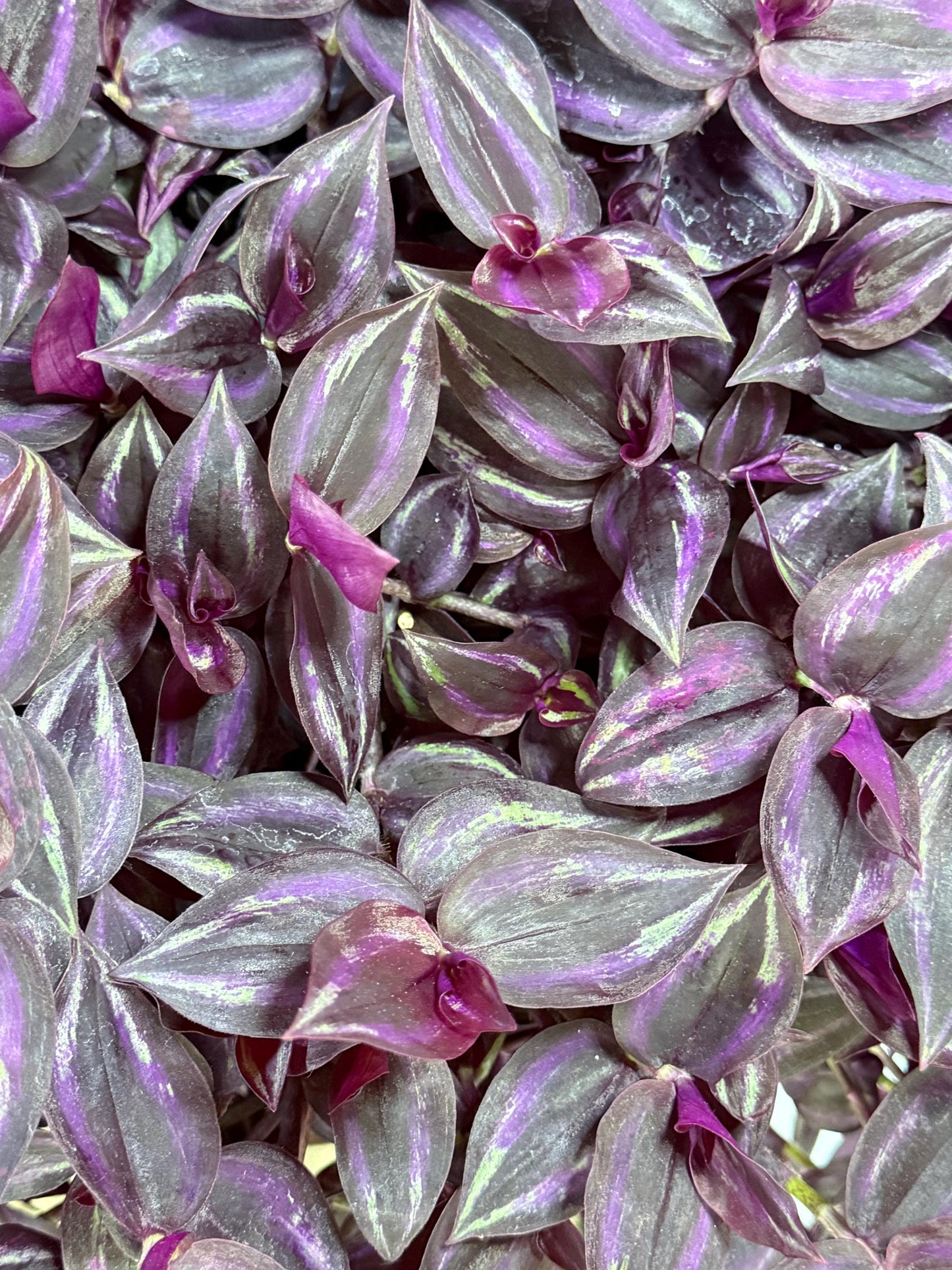Tradescantia Variegated Burgundy Cuttings, Bundle of 4, Purple Trailing Plant, Fresh Cut to Order