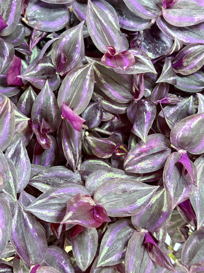 Tradescantia Variegated Burgundy Cuttings, Bundle of 4, Purple Trailing Plant, Fresh Cut to Order