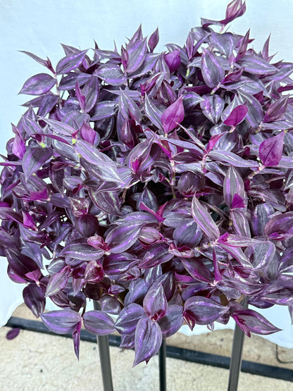 Tradescantia Variegated Burgundy Cuttings, Bundle of 4, Purple Trailing Plant, Fresh Cut to Order