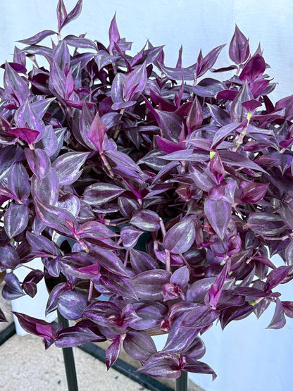 Tradescantia Variegated Burgundy Cuttings, Bundle of 4, Purple Trailing Plant, Fresh Cut to Order