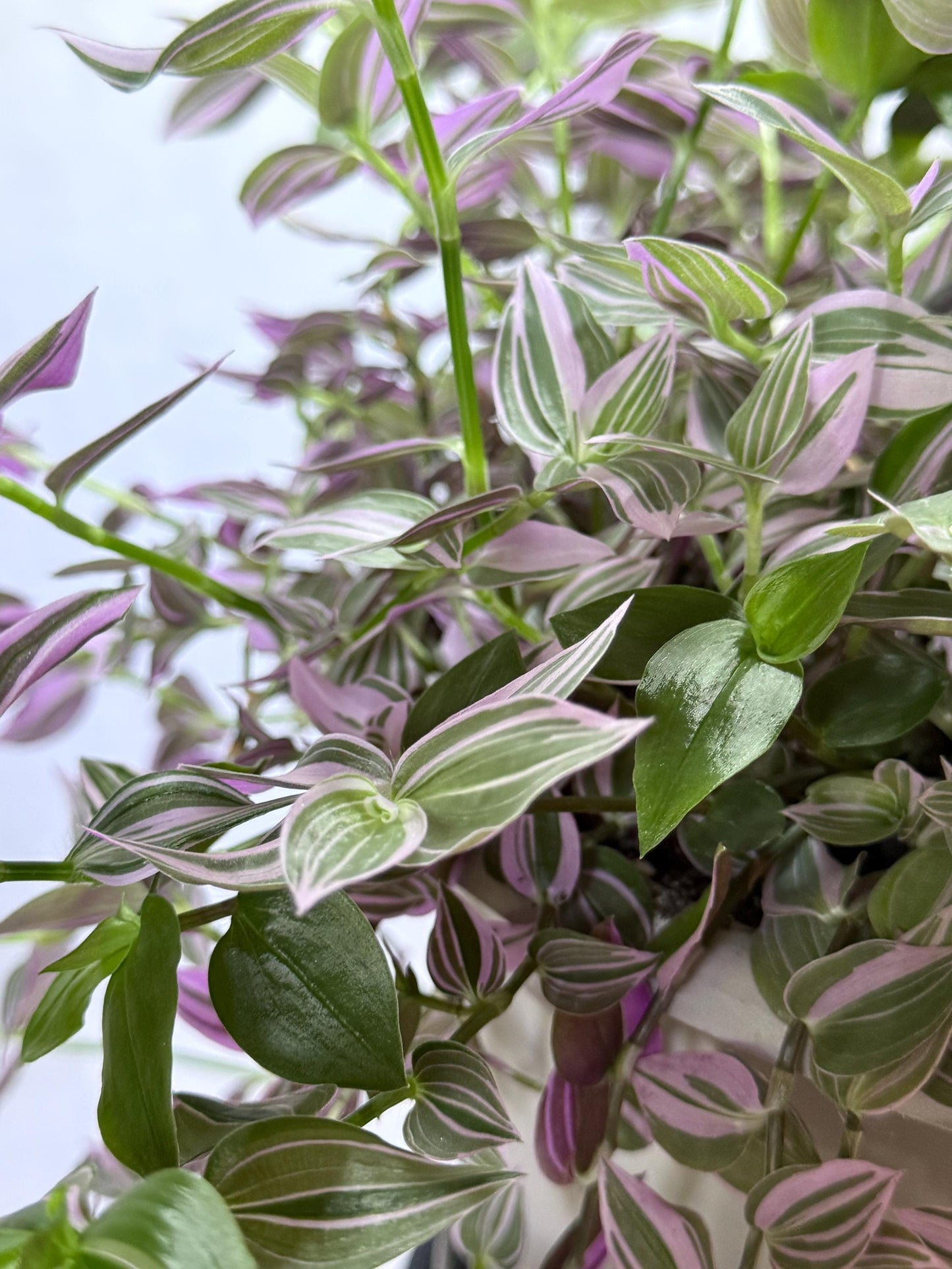 Variegated Lavender Tradescantia Cuttings — 4 Fresh 6” Cuttings — Purple Pink Green Trailing Houseplant