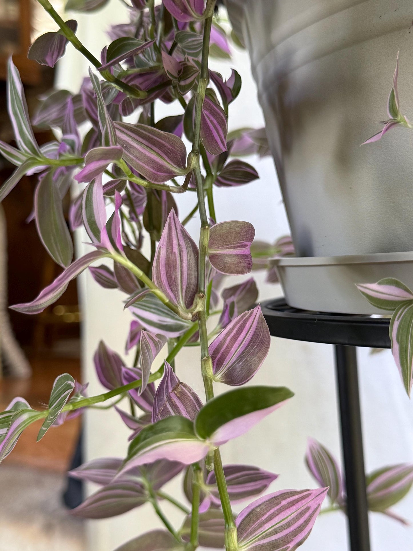 Variegated Lavender Tradescantia Cuttings — 4 Fresh 6” Cuttings — Purple Pink Green Trailing Houseplant