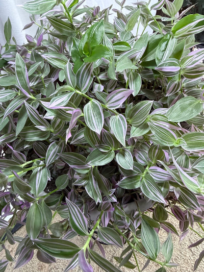Variegated Lavender Tradescantia Cuttings — 4 Fresh 6” Cuttings — Purple Pink Green Trailing Houseplant