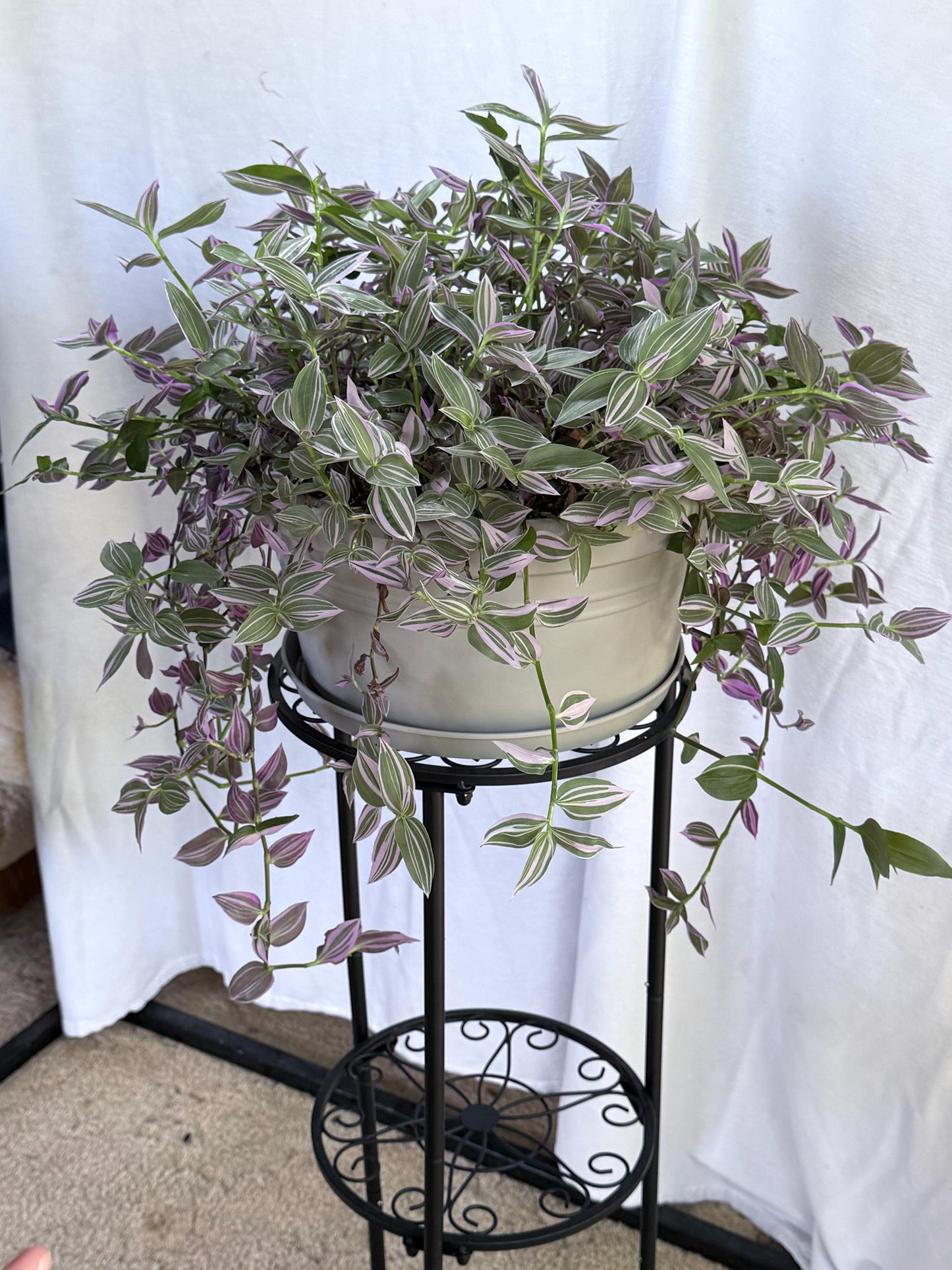 Variegated Lavender Tradescantia Cuttings — 4 Fresh 6” Cuttings — Purple Pink Green Trailing Houseplant