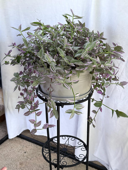 Variegated Lavender Tradescantia Cuttings — 4 Fresh 6” Cuttings — Purple Pink Green Trailing Houseplant