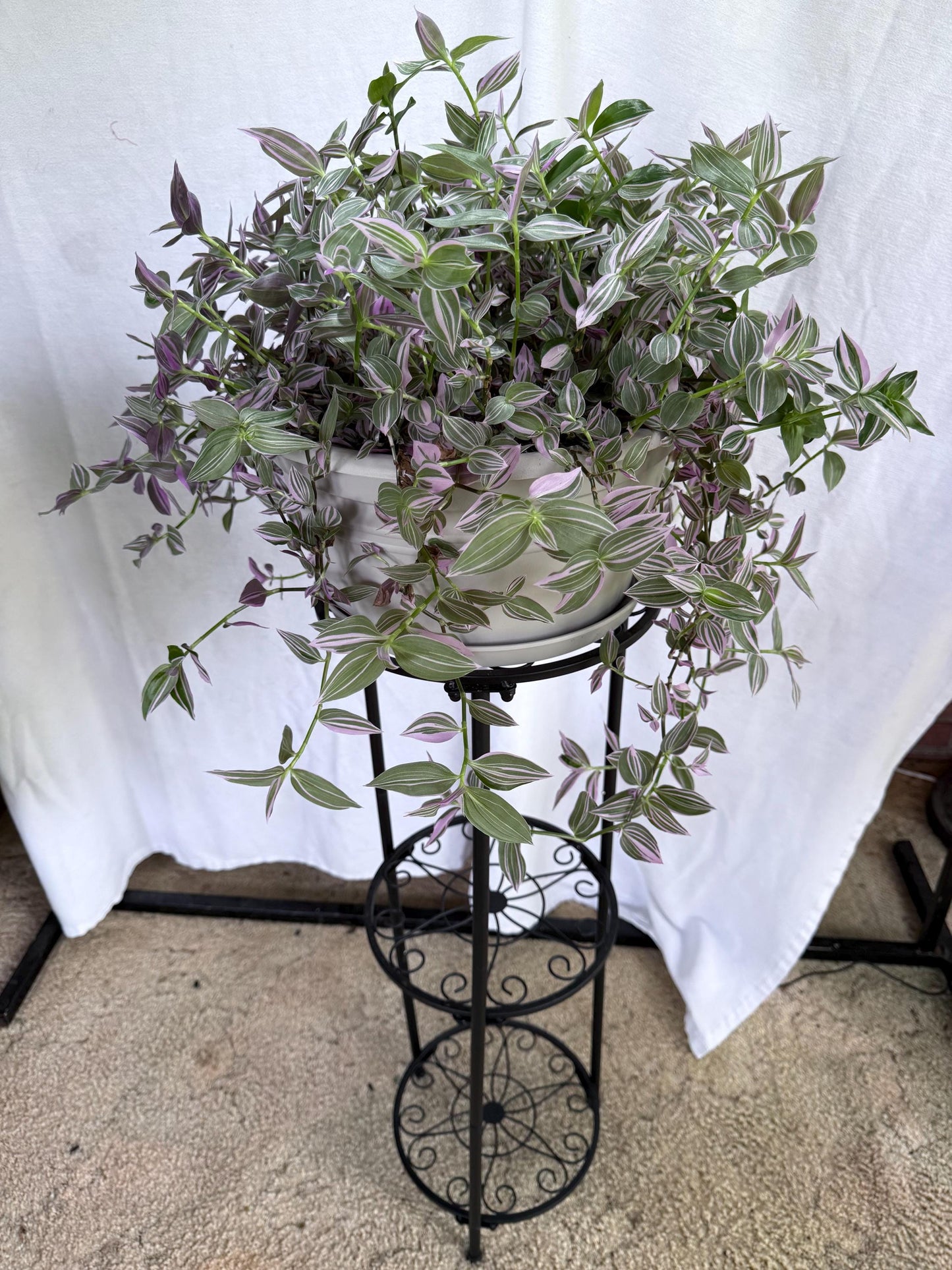 Variegated Lavender Tradescantia Cuttings — 4 Fresh 6” Cuttings — Purple Pink Green Trailing Houseplant