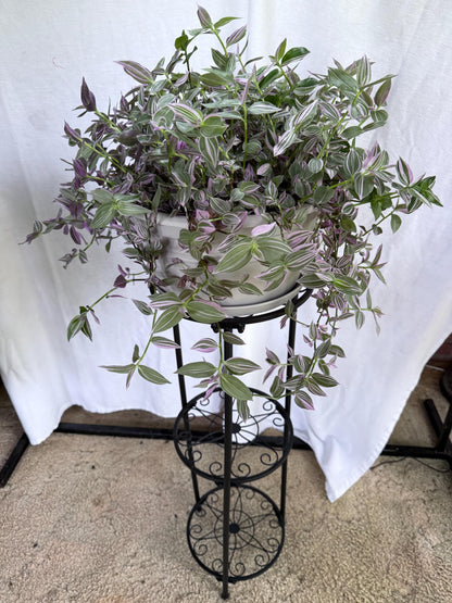 Variegated Lavender Tradescantia Cuttings — 4 Fresh 6” Cuttings — Purple Pink Green Trailing Houseplant