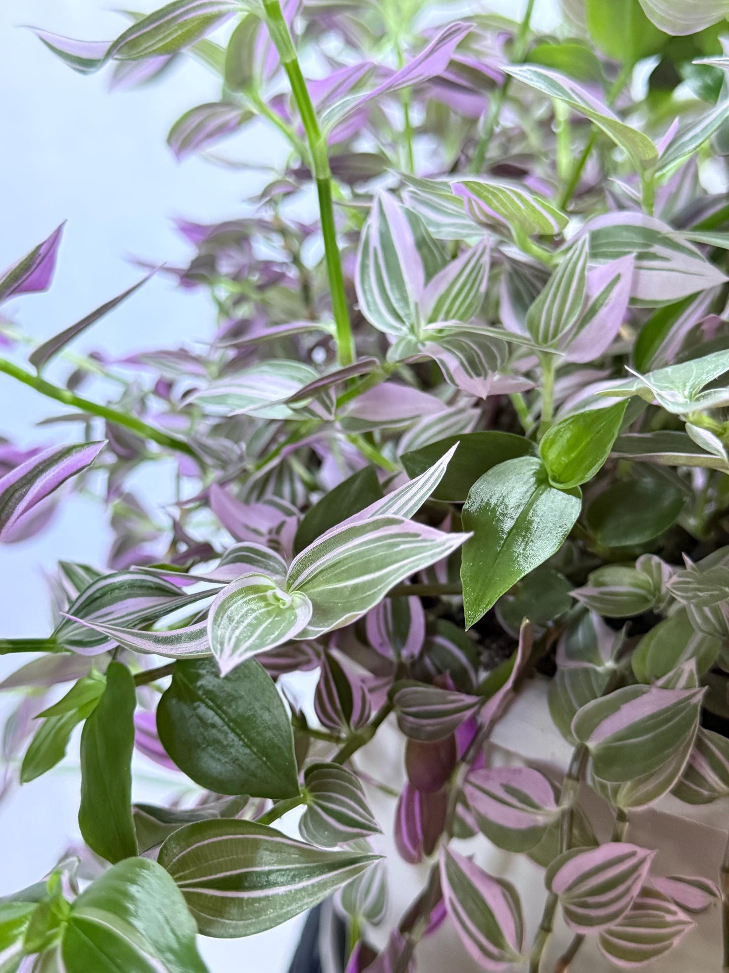 Variegated Lavender Tradescantia Cuttings — 4 Fresh 6” Cuttings — Purple Pink Green Trailing Houseplant