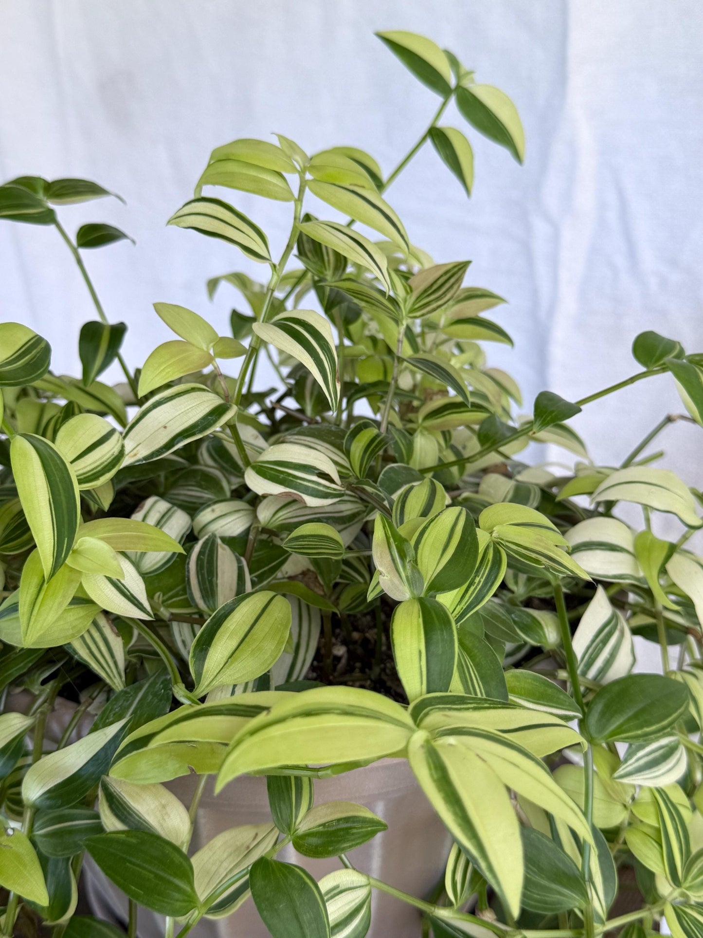 Tradescantia Variegata Cuttings, Variegated Green & Cream Trailing Houseplant, Fresh Cut to Order