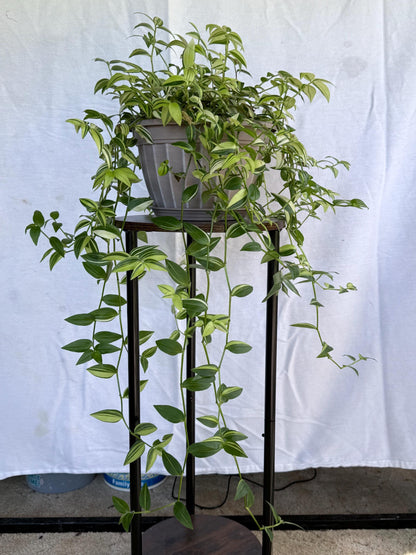 Tradescantia Variegata Cuttings, Variegated Green & Cream Trailing Houseplant, Fresh Cut to Order