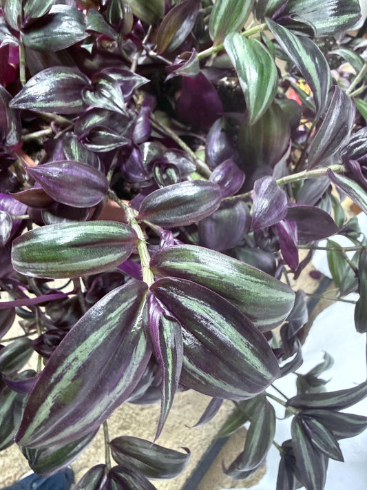 Dark Purple and Green Zebrina Cuttings, Striped Tradescantia, Bundle of 4, Fresh Cut to Order