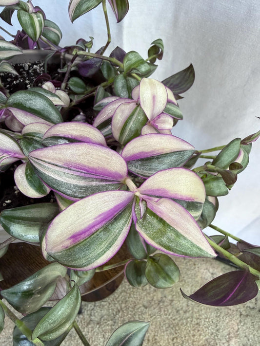 Variegated Cuttings | Tradescantia pallida ‘Quadricolor’ | Rare Variegated Tradescantia | 4 Fresh 6” Cuttings