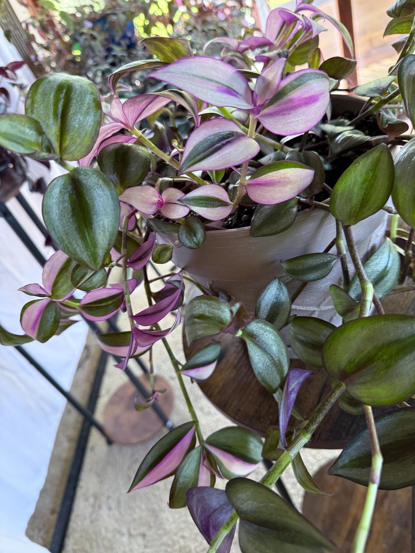 Variegated Cuttings | Tradescantia pallida ‘Quadricolor’ | Rare Variegated Tradescantia | 4 Fresh 6” Cuttings