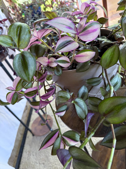 Variegated Cuttings | Tradescantia pallida ‘Quadricolor’ | Rare Variegated Tradescantia | 4 Fresh 6” Cuttings