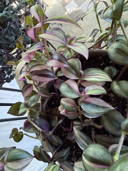 Variegated Cuttings | Tradescantia pallida ‘Quadricolor’ | Rare Variegated Tradescantia | 4 Fresh 6” Cuttings