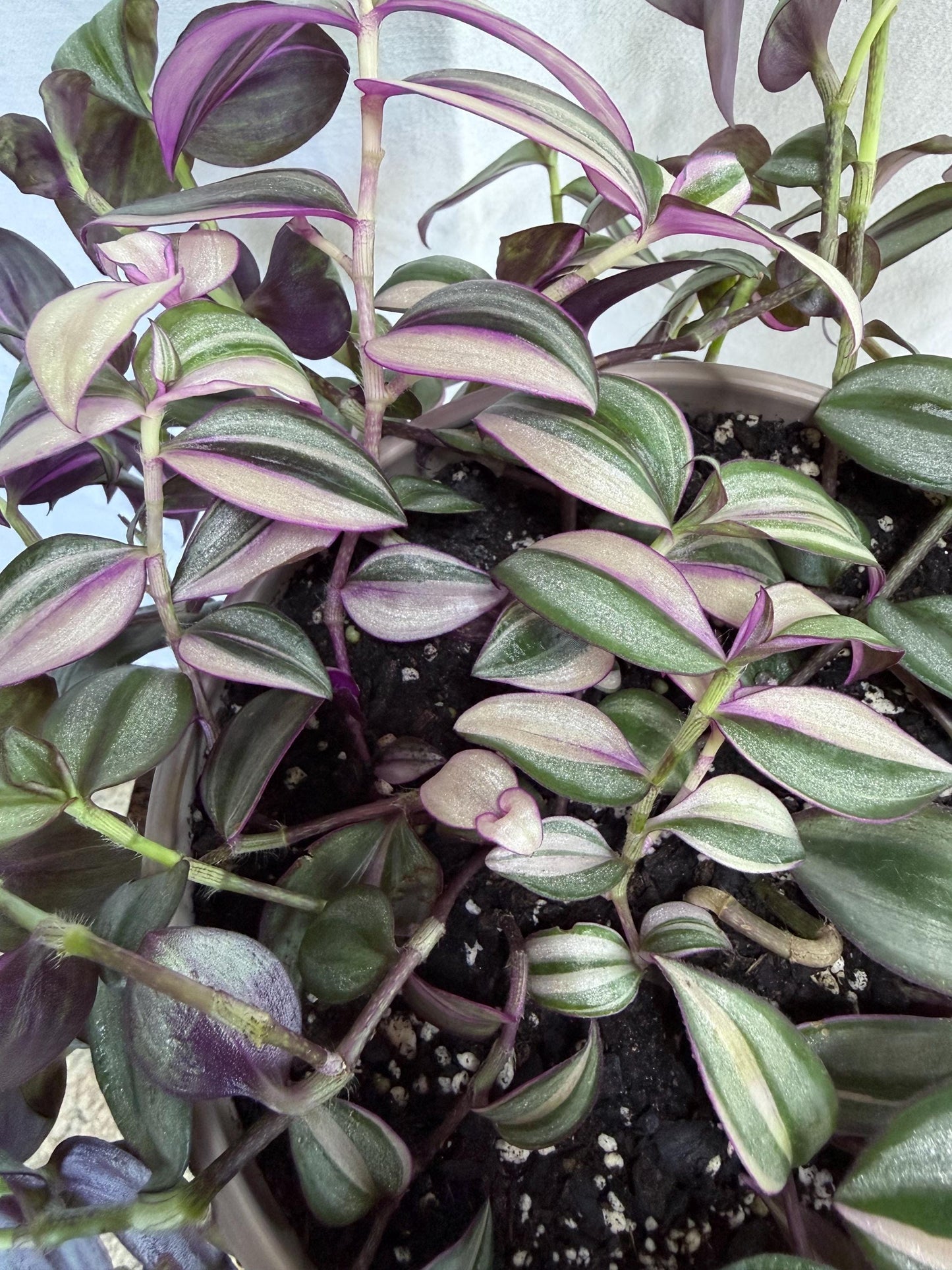 Variegated Cuttings | Tradescantia pallida ‘Quadricolor’ | Rare Variegated Tradescantia | 4 Fresh 6” Cuttings