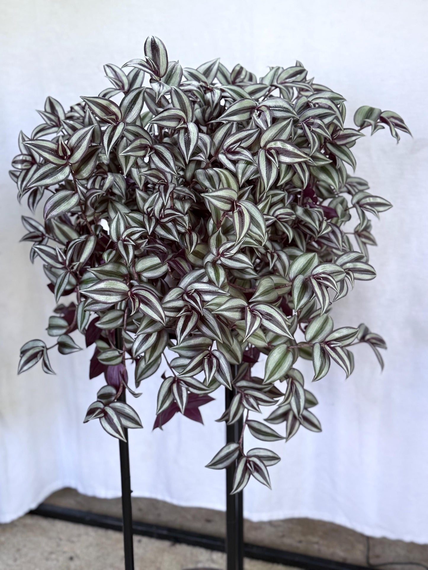 Silver Tradescantia Zebrina CUTTINGS (4) | 6 Inch Premium Fresh Cuttings | Silver Striped Wandering Dude Inch Plant | Fresh Cut to Order