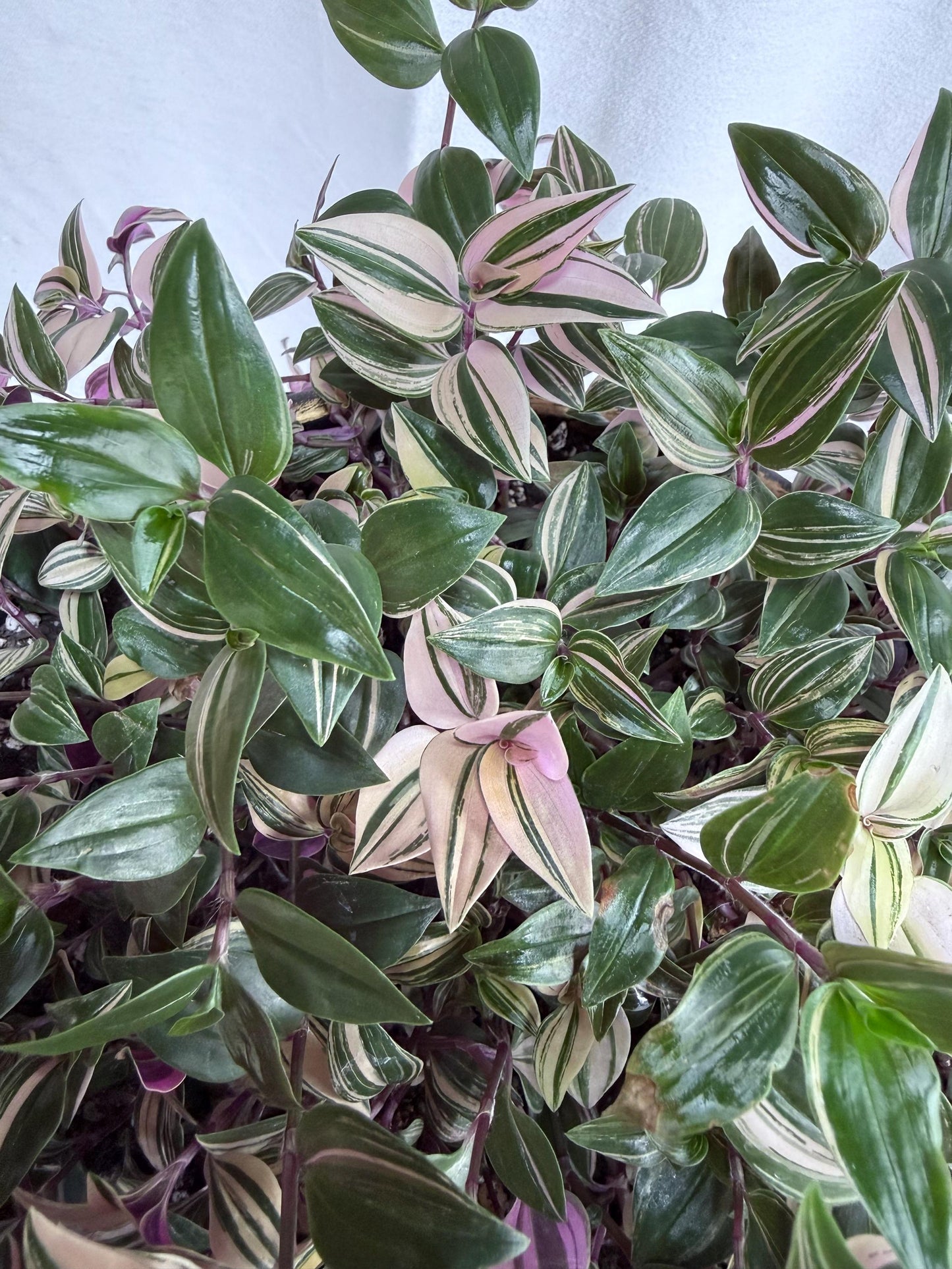 Tradescantia Tricolor CUTTINGS (4) | 6 Inch Premium Variegated Cuttings | Pink Green Purple Wandering Dude | Fresh Cut to Order