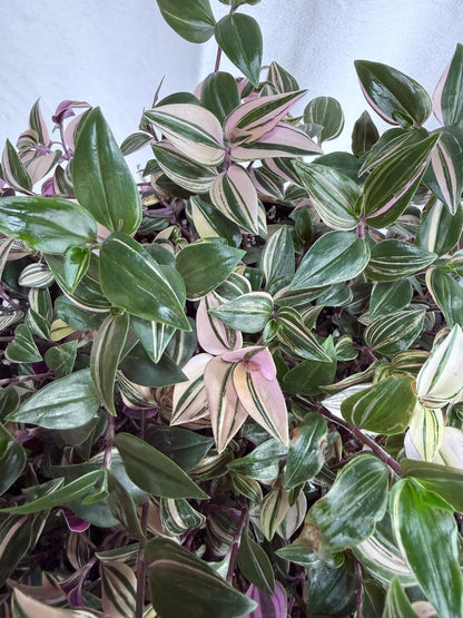 Tradescantia Tricolor CUTTINGS (4) | 6 Inch Premium Variegated Cuttings | Pink Green Purple Wandering Dude | Fresh Cut to Order