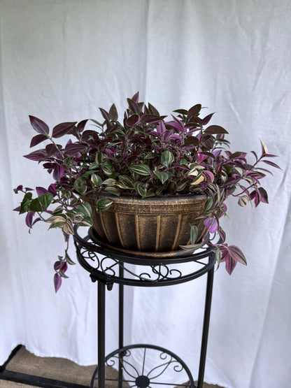 Tradescantia Tricolor CUTTINGS (4) | 6 Inch Premium Variegated Cuttings | Pink Green Purple Wandering Dude | Fresh Cut to Order