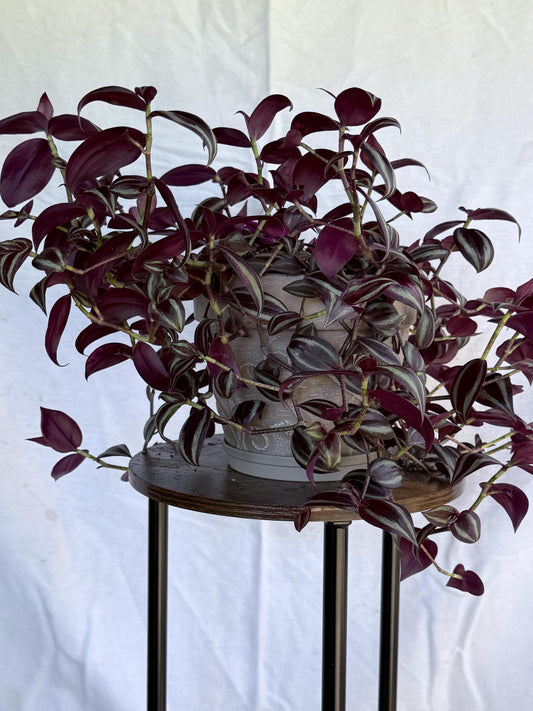Variegated Burgundy Tradescantia Cuttings, 4 Fresh 6in Cuttings, Deep Purple Trailing Plant, Cut to Order