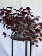 Variegated Burgundy Tradescantia Cuttings, 4 Fresh 6in Cuttings, Deep Purple Trailing Plant, Cut to Order